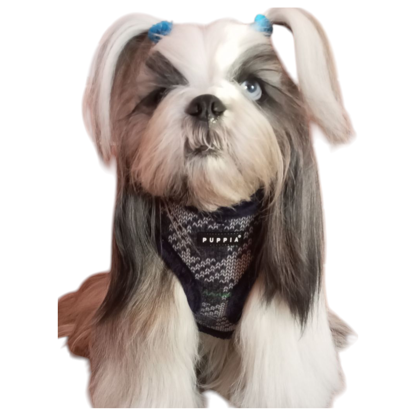 Harnais ELDRIC Bleu PUPPIA