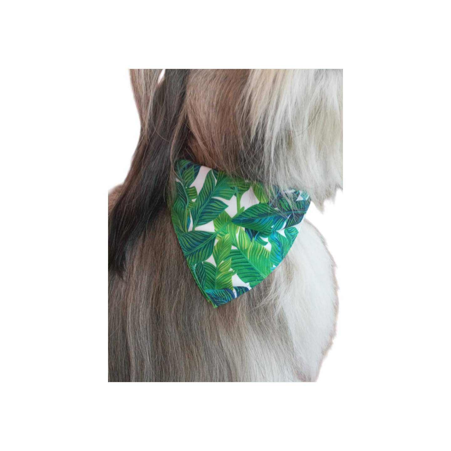 Bandana   CROCI