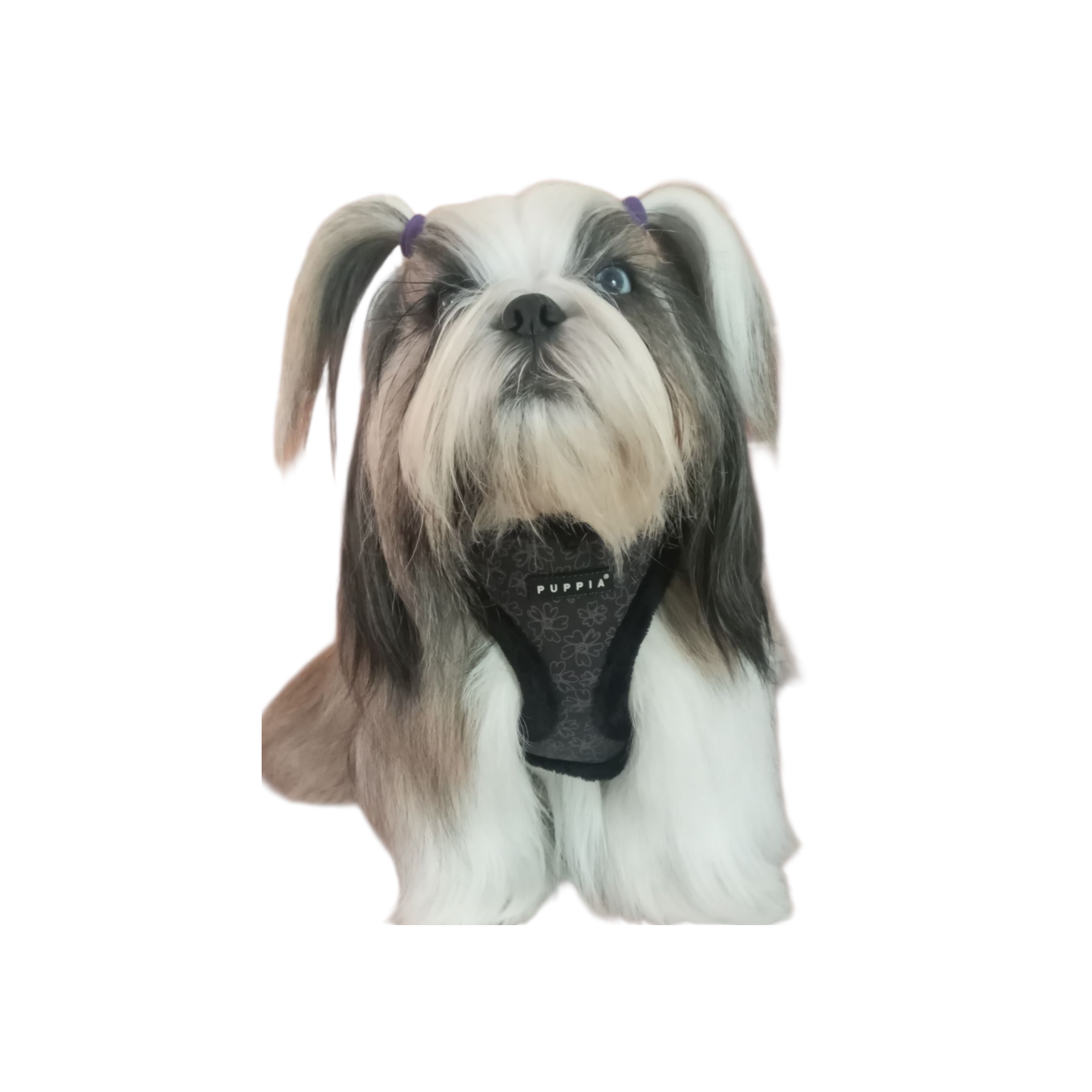 Harnais réglable HEPATICA noir pour chiens- PUPPIA