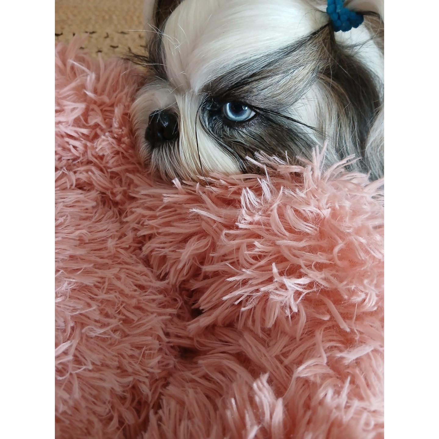 Coussin donut  rose - DOOGY